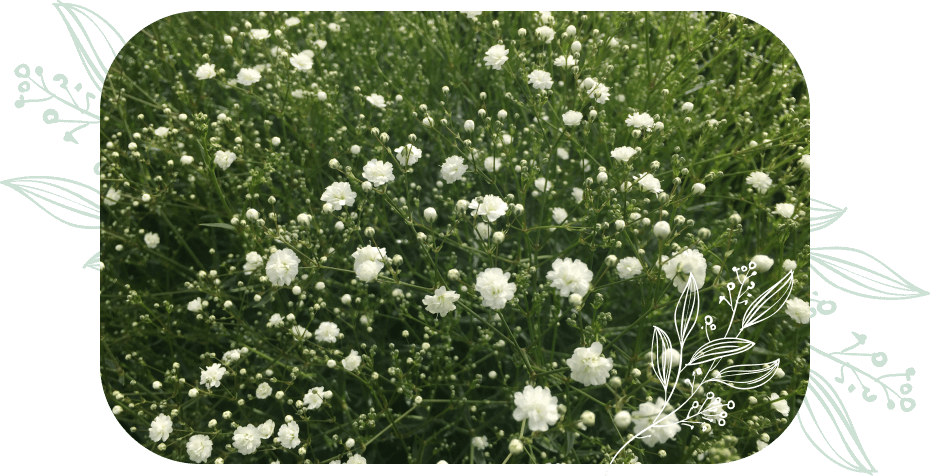 Gypsophila